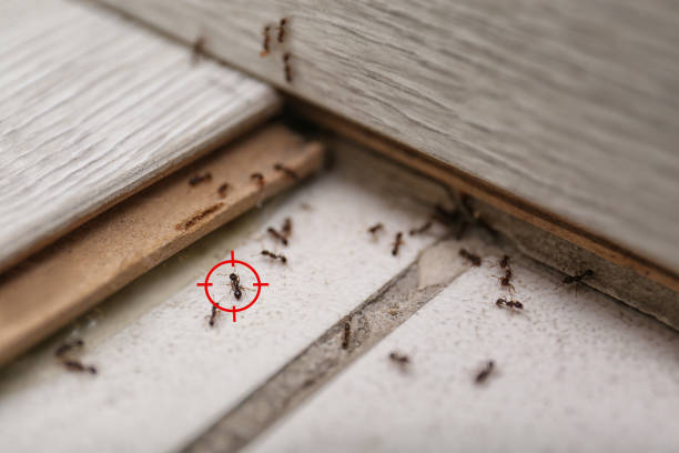 Best Wasp Removal Services  in Sunrise Beach Village, TX