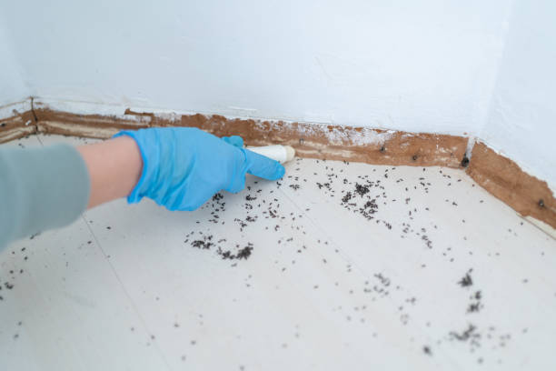 Best Emergency Pest Control  in Sunrise Beach Village, TX